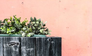 şehre karşı çiçekler