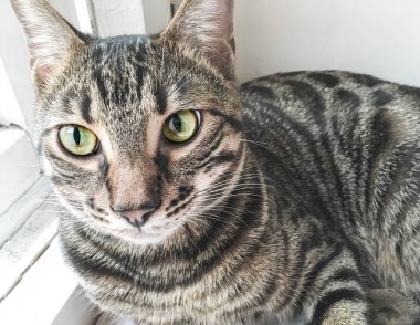 Bengal kedi penceresinde