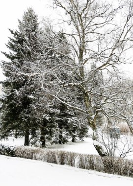 Finlandiya Körfezi'nin kıyısında sihirli kış orman