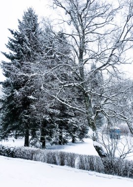 Finlandiya Körfezi'nin kıyısında sihirli kış orman
