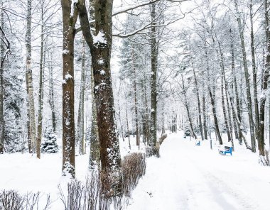 Finlandiya Körfezi'nin kıyısında sihirli kış orman