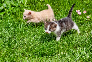 İki yavru kedi, sarı ve kahverengi beyaz, çimlerin güneşli bir günde yürüyüş.