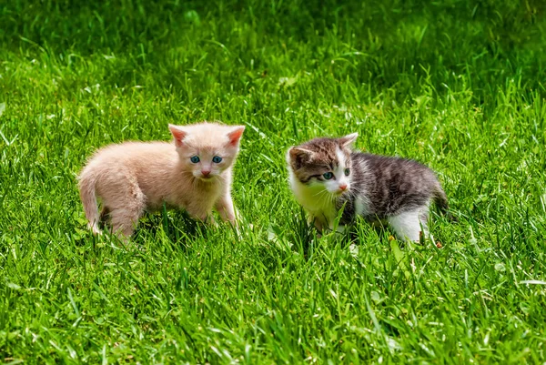 Dos Gatitos Color Amarillo Marrón Blanco Pie Hierba Día Soleado — Foto de Stock