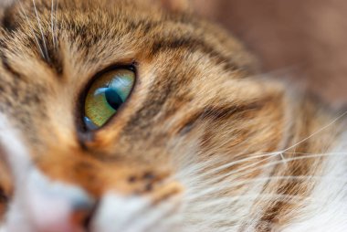 Kameraya bakarak yeşil gözlü bir kedi yakın çekim.