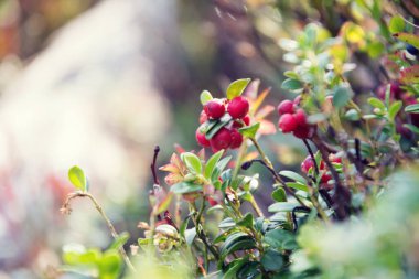 Yaban mersini bitkisinin kırmızı yaban mersini detayları.