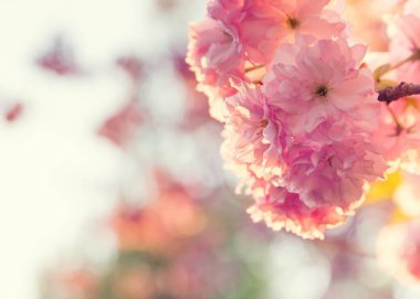 İlkbaharda Japon kiraz çiçekleri. 