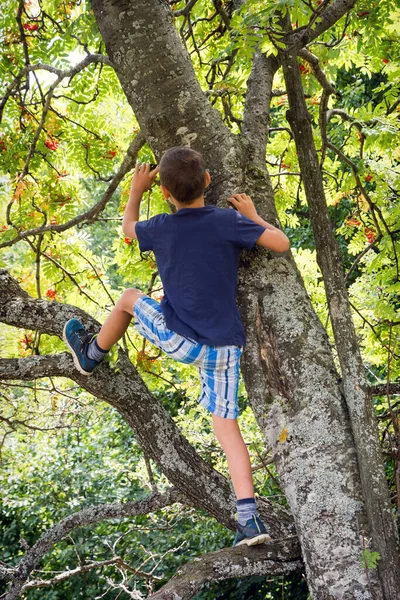 Chłopiec Wspinający Się Drzewo Lesie — Zdjęcie stockowe
