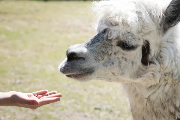Child Hand Offering Food Lama Petting Zoo Farm — Stock Photo, Image