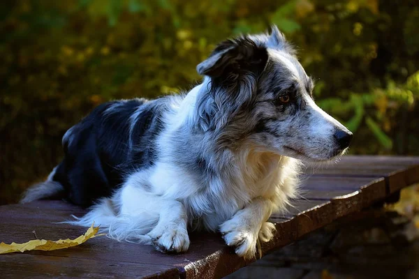 Hund Border Collie Haustier Schäfer Herbst — Stockfoto