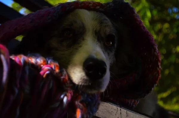 Hund Border Collie Haustier Schäfer Herbst — Stockfoto