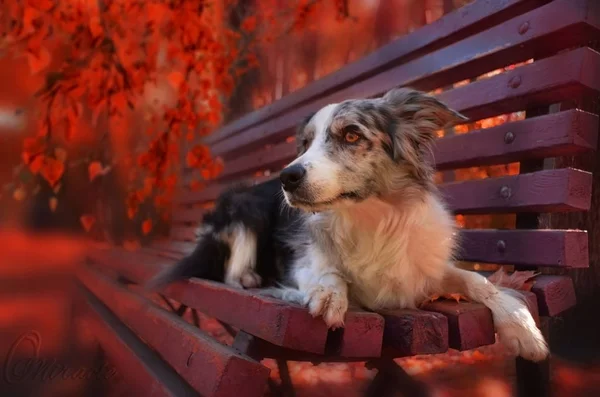 Chien Collie Frontalière Animal Compagnie Berger Automne — Photo