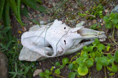 kürek, Botanik Bahçesi, Tallinn