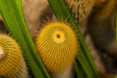 Kaktüsler, tallinn Botanik Bahçesi