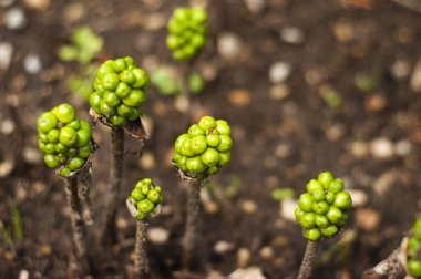 tallin garip çiçek