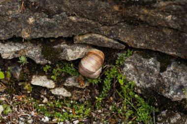 Salyangoz tallin Hayvanat Bahçesi