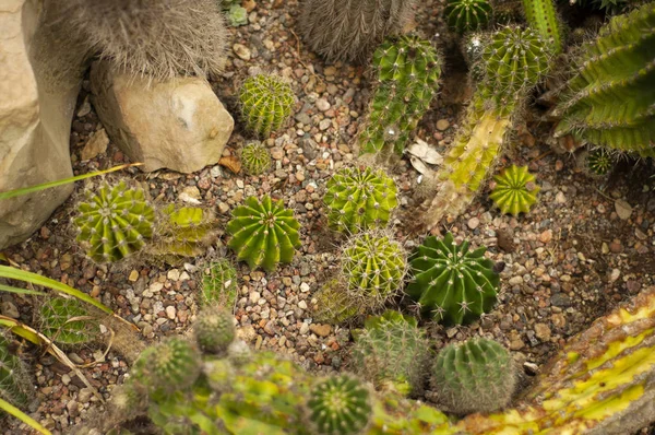 Cactus Jardín Botánico Tallinn — Foto de Stock