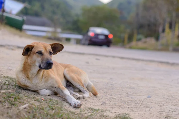 Thai Domestic Dog Sleep Floor — Stock Photo, Image