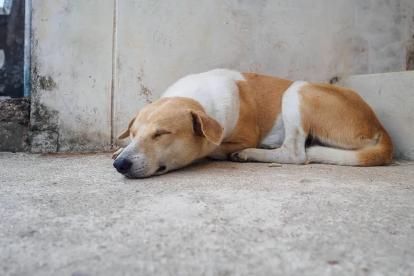 Thai Domestic Dog Sleep Floor — Stock Photo, Image