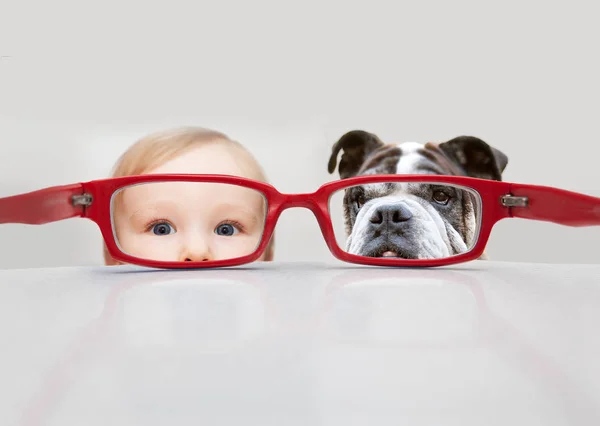 Pequeño Bebé Riendo Perro Gafas Rojas Imagen de archivo