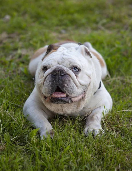 犬は草の中に彼の舌を舐めています ストック画像