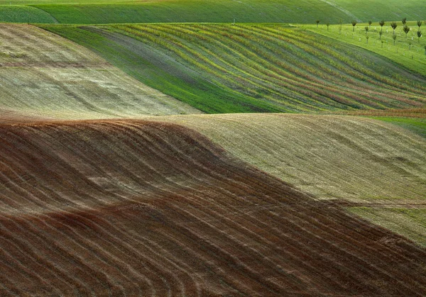 Vårgrön, brun och gul fält — Stockfoto