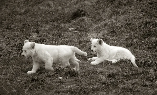 Black and white photo of a cute lion cub in nature — Stock Photo, Image