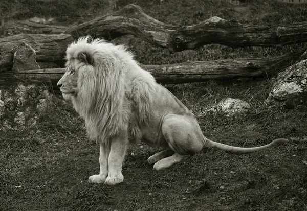 Fekete-fehér fotó egy ülő oroszlán Jogdíjmentes Stock Képek