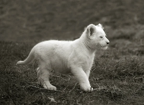 Foto en blanco y negro de un lindo cachorro de león en la naturaleza Fotos de stock libres de derechos