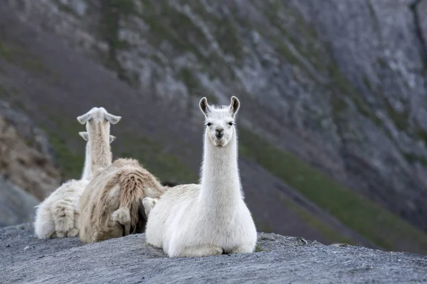 Un troupeau de lamas sur le célèbre site du Tour de France , — Photo