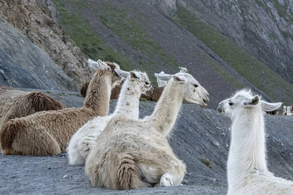 Ünlü Fransa Bisiklet Turu sitesinde Llamas bir sürü,