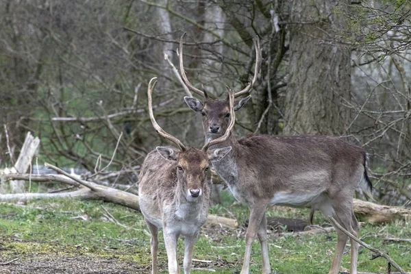 Europa, Holanda, 2018-04-15, Cervos selvagens no Amsterdam Wate — Fotografia de Stock