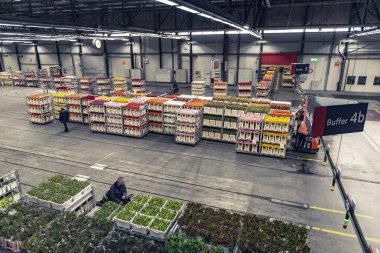 Aalsmeer Çiçek Müzayedesi dünyadaki en büyük çiçek müzayedesidir.