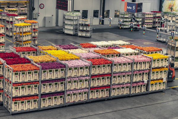 Aalsmeer Flower Auction is the largest flower auction in the wor