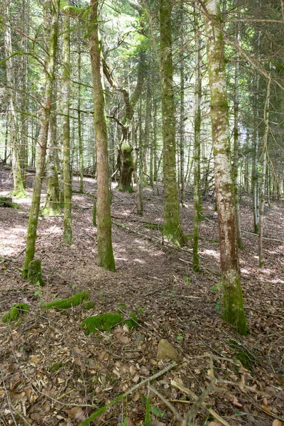 Des Rangées Arbres Dans Une Forêt Plantation Ligne Droite — Photo