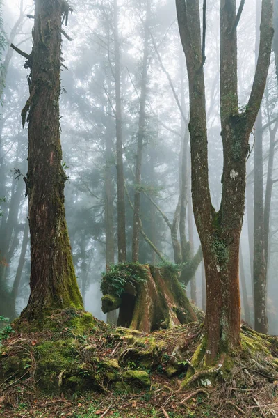 Bearish Tree Truck Japanese Cedar Trees Forest Fog Alishan National — Stock Photo, Image