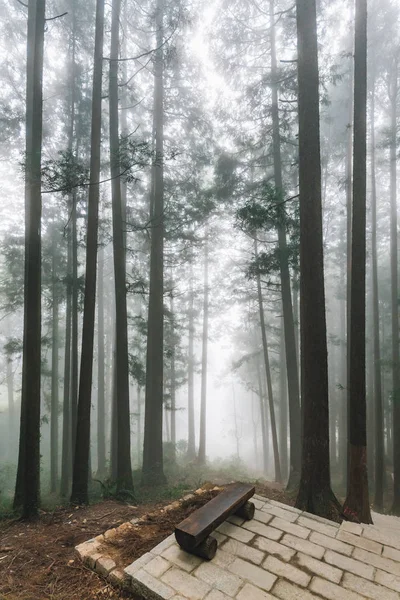 Trees Fog Forest Wooden Seat Stone Platform Alishan National Forest — Stock Photo, Image