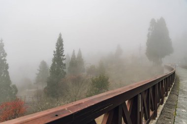 Chiayi County, Alishan Township, Tayvan 'da kış Alishan Ulusal orman rekreasyon alanı ormanda Misty yürüyüş yolu.