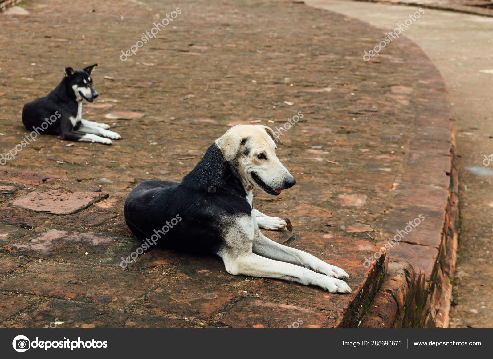Indische Hunde Sitzen Auf Ziegelboden Der Nähe Des Mahabodhi Tempels