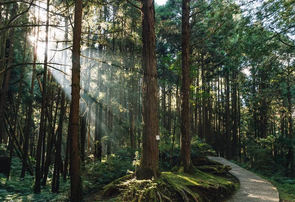 Японские Кедровые Деревья Лесу Помощью Солнечных Лучей Районе Отдыха Алишань — стоковое фото