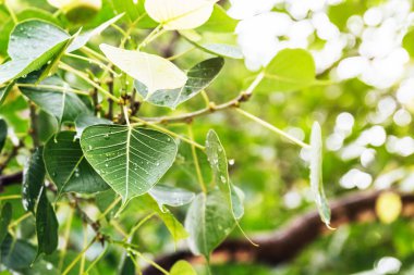 Bodh Gaya, Bihar, India 'da Mahabodhi Tapınağı yakınlarında Bodhi ağacında çiy ile Bodhi Leaf.