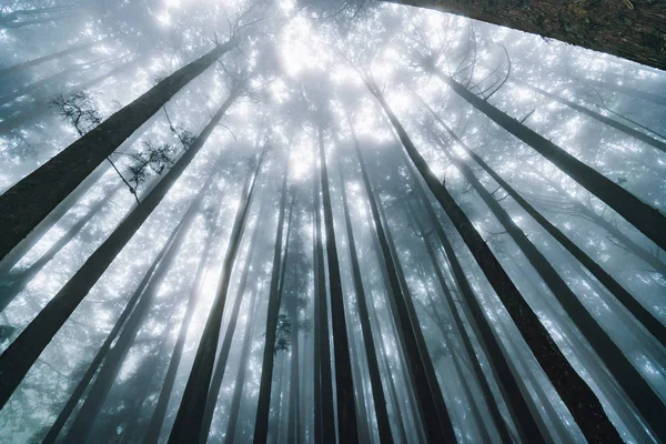 Прямой Солнечный Свет Через Японские Кедровые Деревья Туманом Лесу Районе — стоковое фото