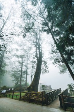 Chiayi County, Alishan Township, Tayvan 'da kış Alishan Ulusal orman rekreasyon alanı ormanda sis ile Japon sedir ağaçları ile doğrudan güneş ışığı.