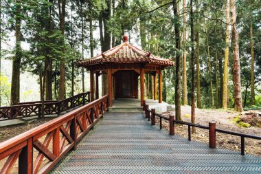 Chiayi Ilçesi Alishan Ulusal orman rekreasyon alanı 'nda ormanda Japon sedir ağaçları ile Çinli Gazebo, Alishan Township, Tayvan.