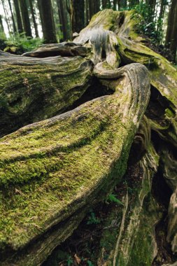 Chiayi Ilçesi Alishan Ulusal orman rekreasyon alanı 'nda ormanda yosun ile uzun canlı çam ağaçlarının dev kökü yakın, Alishan Township, Tayvan.