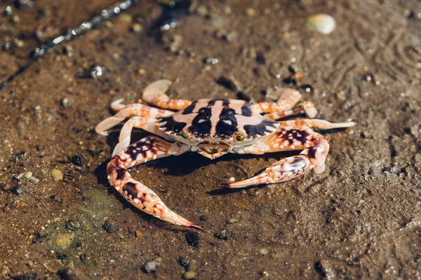 Tiger Crab Caminhando Sobre Maré Baixa Floresta Manguezais Toong Pronge — Fotografia de Stock