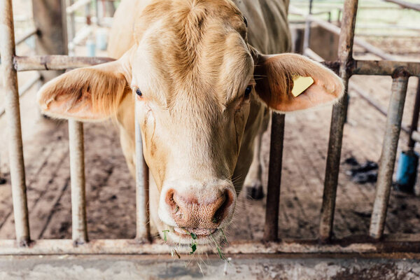 Стадо коров крупным планом на американских тайских брахманских коровах в коровнике на молочной ферме. Концепция сельского хозяйства, сельского хозяйства и животноводства
.