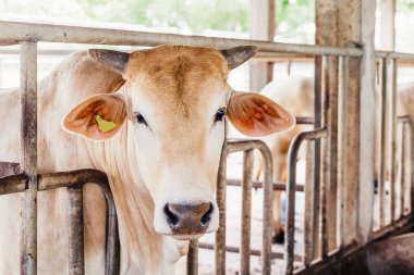 Mandıradaki kulübesinde Amerikan Tay Brahman ineklerine yakın çekim sürüsi. Tarım Sanayi, Tarım ve Hayvancılık Kavramı.
