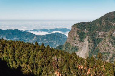 Alishan Dağı arka planda dağda düşük bulut ve sis ve Alishan ön planda Japon Sedir Ormanı, Taipei.