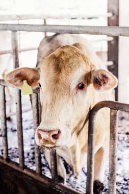 Mandıradaki kulübesinde Amerikan Tay Brahman ineklerine yakın çekim sürüsi. Tarım Sanayi, Tarım ve Hayvancılık Kavramı.