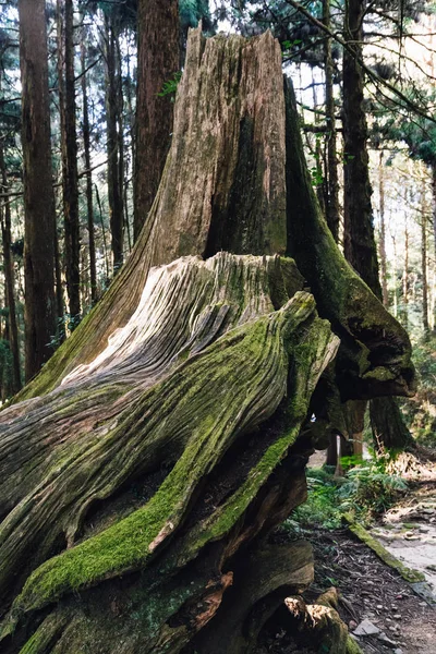 Close Giant Root Long Live Cedar Trees Moss Forest Alishan — Stock Photo, Image